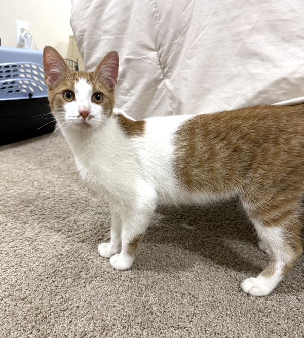 ZEKE
