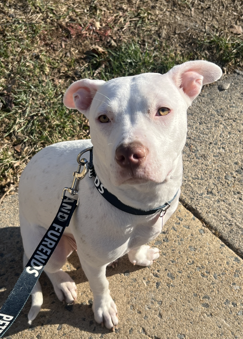 ANGEL - Pit Bull Terrier available for adoption