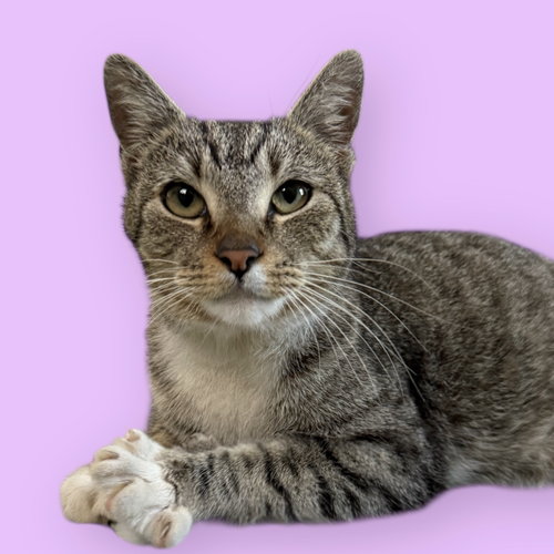 PRANCER, an adoptable Domestic Short Hair in Rockville, MD