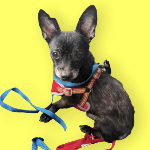 picture of the dog needing adoption