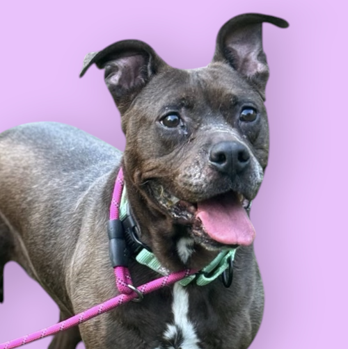 SUGAR, an adoptable Pit Bull Terrier in Rockville, MD