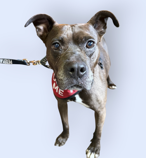 SUGAR, an adoptable Pit Bull Terrier in Rockville, MD