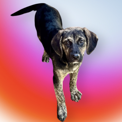 FARA, an adoptable Shepherd in Rockville, MD