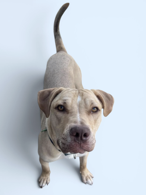 BUBBA, an adoptable Labrador Retriever in Rockville, MD