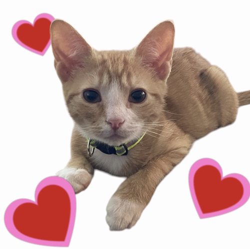 ALVIN, an adoptable Domestic Short Hair in Rockville, MD