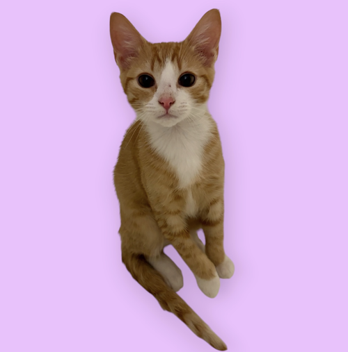 SIMON, Baby Domestic Short Hair / Mixed (short coat), cat for adoption in Bowie, Maryland
