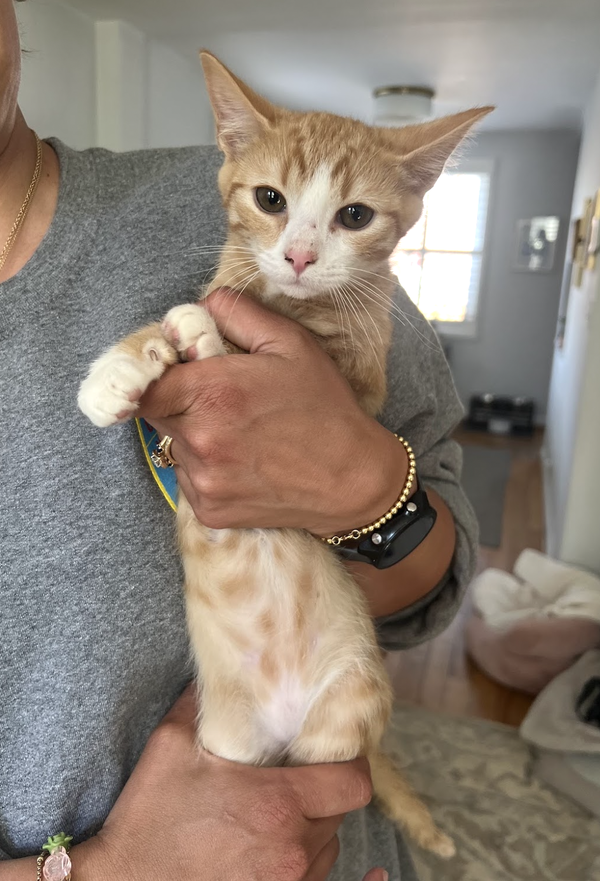 SIMON