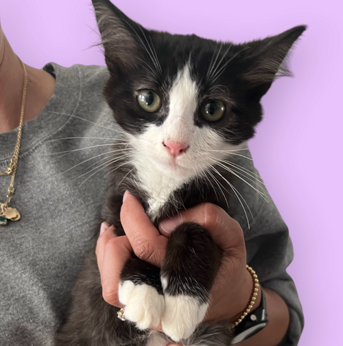 THEODORE, an adoptable Domestic Short Hair in Rockville, MD
