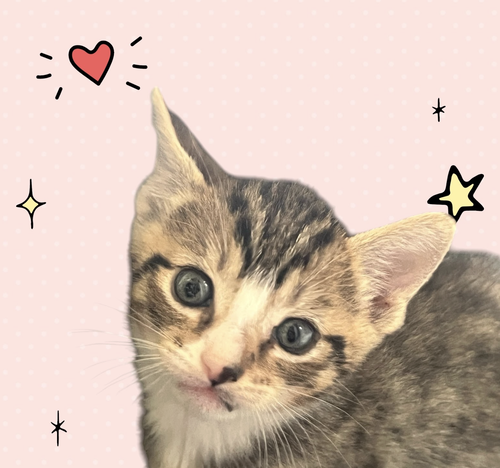 MOMMA HONEY'S LITTER: CINNAMON, an adoptable Domestic Short Hair in Rockville, MD