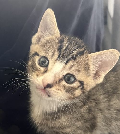 MOMMA HONEY'S LITTER: CINNAMON, an adoptable Domestic Short Hair in Rockville, MD