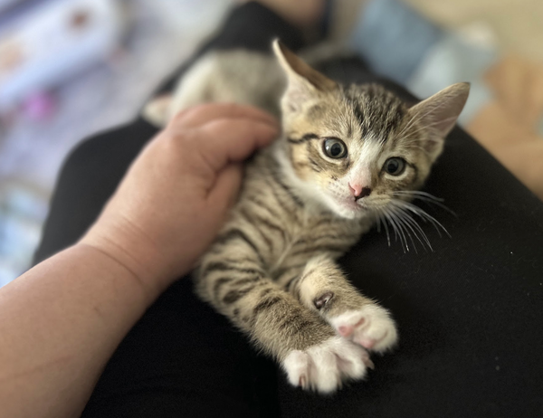 MOMMA HONEY'S LITTER: CINNAMON