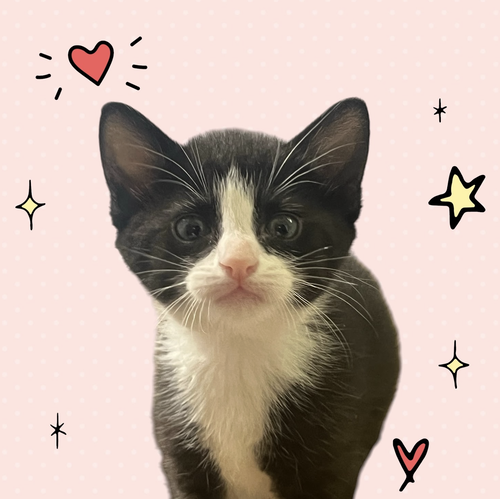 MOMMA HONEY'S LITTER: ECLAIR, an adoptable Domestic Short Hair in Rockville, MD