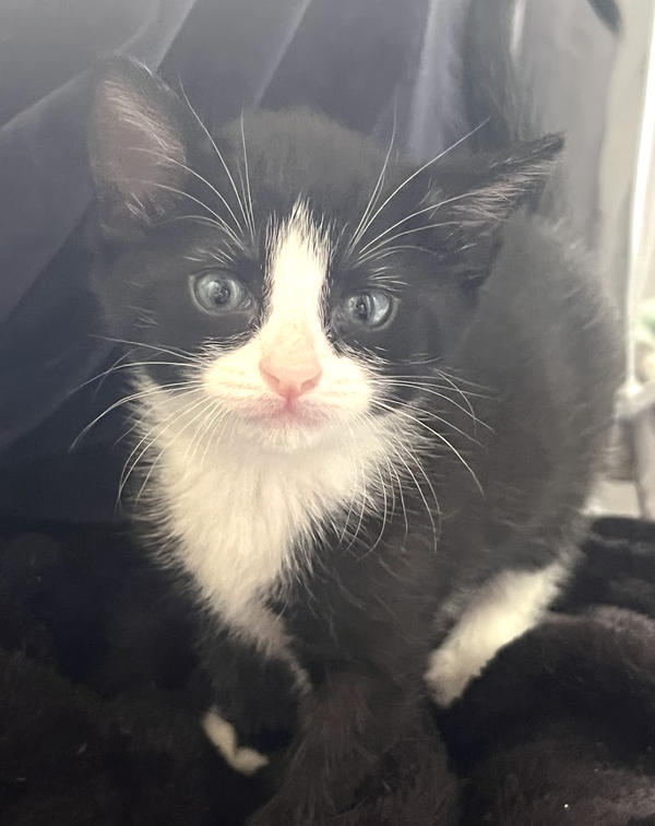 MOMMA HONEY'S LITTER: ECLAIR