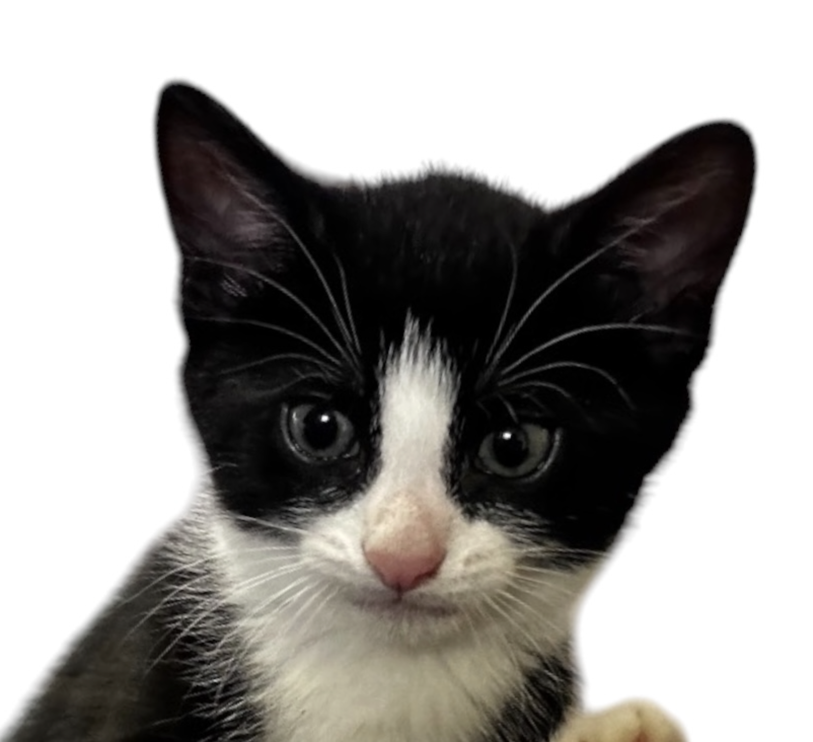 MOMMA HONEY'S LITTER: ECLAIR