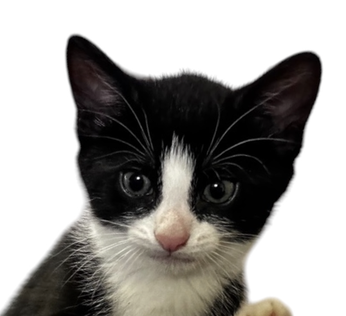 MOMMA HONEY'S LITTER: ECLAIR, an adoptable Domestic Short Hair in Rockville, MD