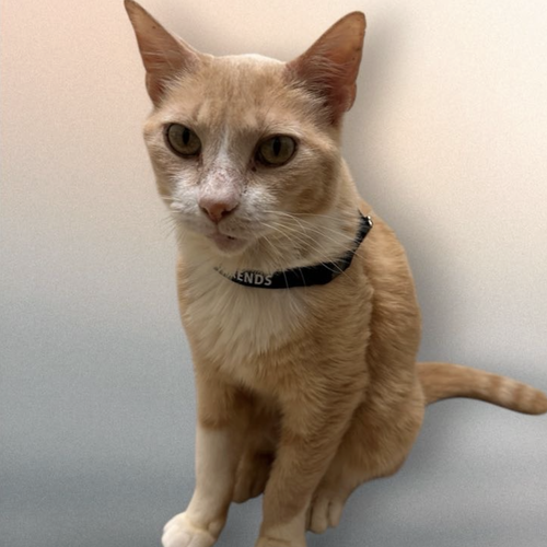 MARMALADE, an adoptable Domestic Short Hair in Rockville, MD