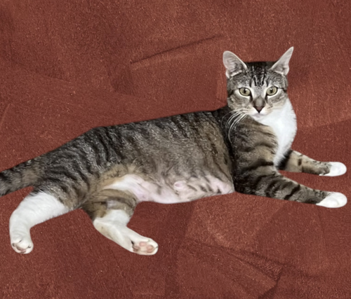 HONEY, an adoptable Domestic Short Hair in Rockville, MD