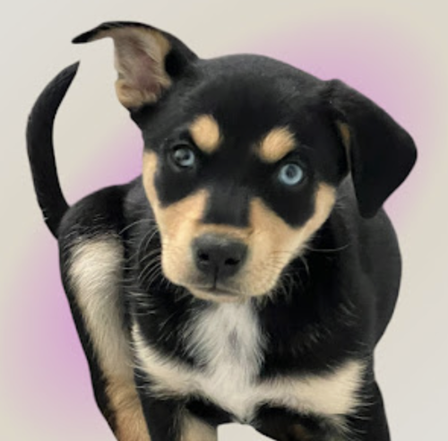 ELOISE, an adoptable Shepherd in Rockville, MD