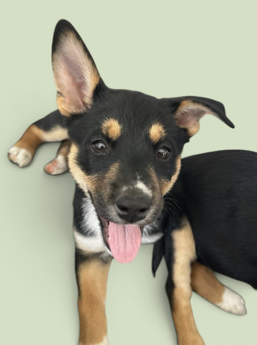 FRANCESCA, an adoptable Shepherd in Rockville, MD