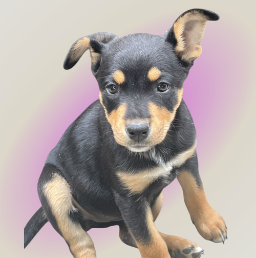 DAPHNE, an adoptable Shepherd in Rockville, MD