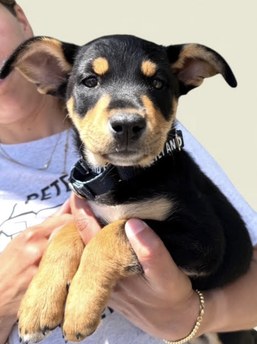 DAPHNE, an adoptable Shepherd in Rockville, MD