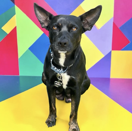 MOMMA IRIS, an adoptable Shepherd in Rockville, MD
