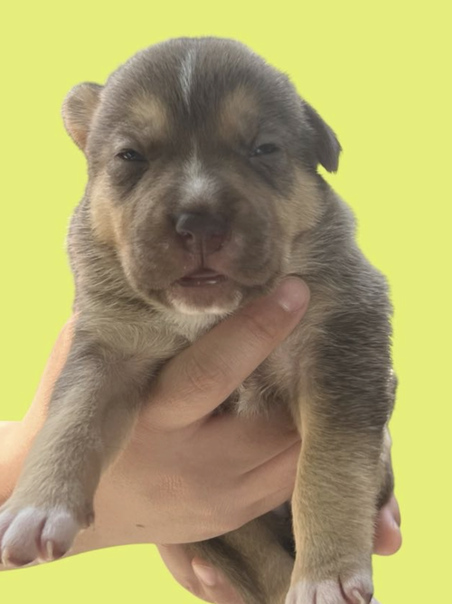 MOMMA IRIS' LITTER: GNOCCHI, an adoptable Shepherd in Rockville, MD