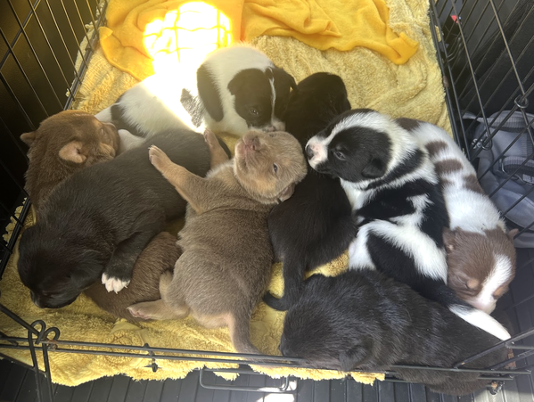 MOMMA IRIS' LITTER: GNOCCHI