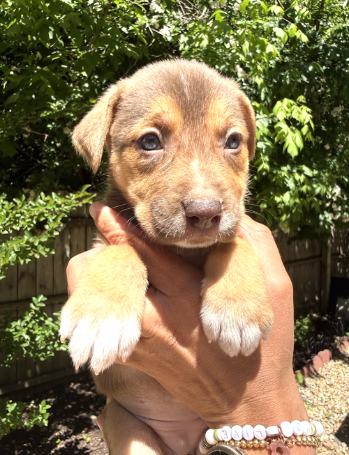 MOMMA IRIS' LITTER: GNOCCHI, an adoptable Shepherd in Rockville, MD