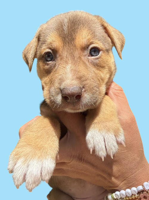 MOMMA IRIS' LITTER: GNOCCHI, an adoptable Shepherd in Rockville, MD
