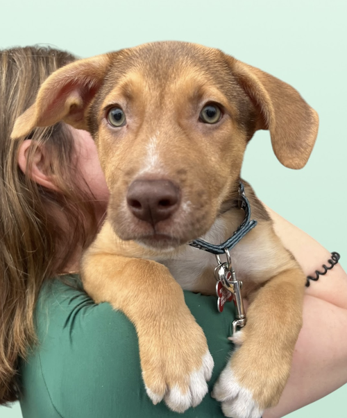 MOMMA IRIS' LITTER: GNOCCHI, an adoptable Labrador Retriever in Rockville, MD