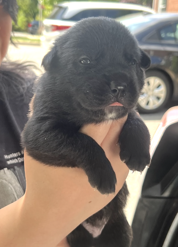 MOMMA IRIS' LITTER: ABIGAIL