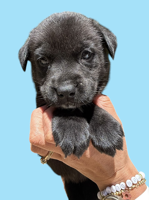 MOMMA IRIS' LITTER: ABIGAIL, an adoptable Shepherd in Rockville, MD