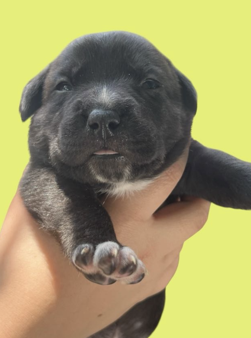 MOMMA IRIS' LITTER: SWEET POTATO, an adoptable Shepherd in Rockville, MD