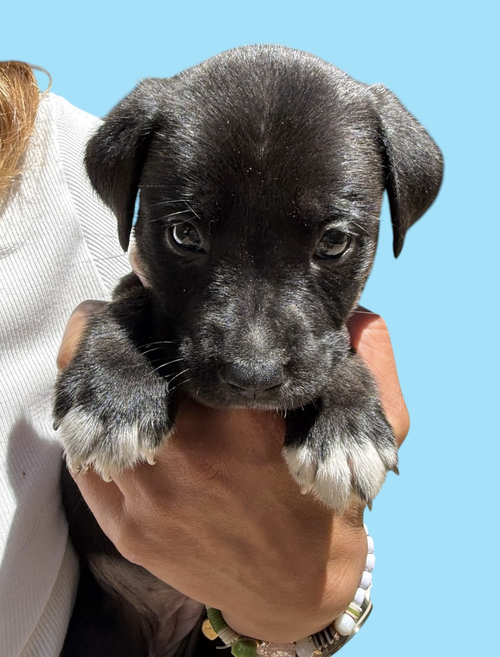 MOMMA IRIS' LITTER: SWEET POTATO, an adoptable Shepherd in Rockville, MD