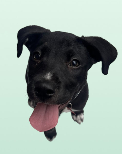 MOMMA IRIS' LITTER: SWEET POTATO, an adoptable Labrador Retriever in Rockville, MD