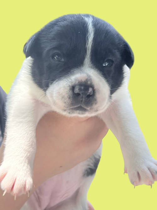 MOMMA IRIS' LITTER: PENNY, an adoptable Shepherd in Rockville, MD