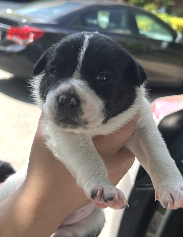 MOMMA IRIS' LITTER: PENNY