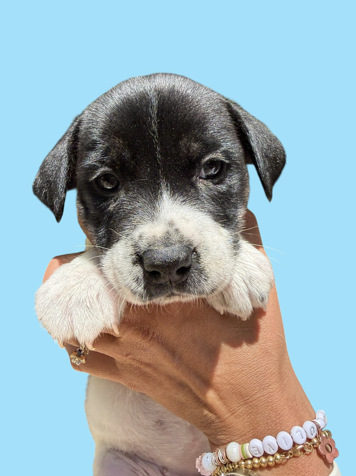 MOMMA IRIS' LITTER: PENNY