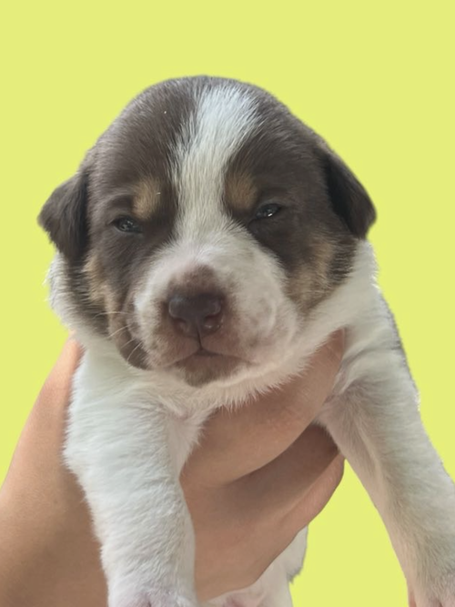 MOMMA IRIS' LITTER: BAILEY, an adoptable Shepherd in Rockville, MD