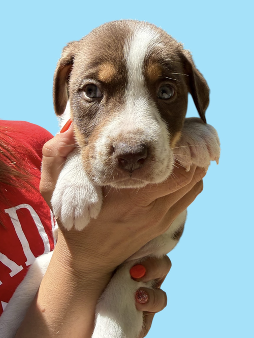 MOMMA IRIS' LITTER: BAILEY, an adoptable Shepherd in Rockville, MD
