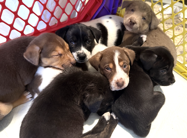 MOMMA IRIS' LITTER: BAILEY