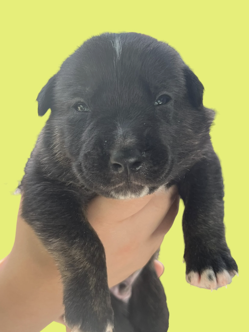 MOMMA IRIS' LITTER: TROOPER, an adoptable Shepherd in Rockville, MD