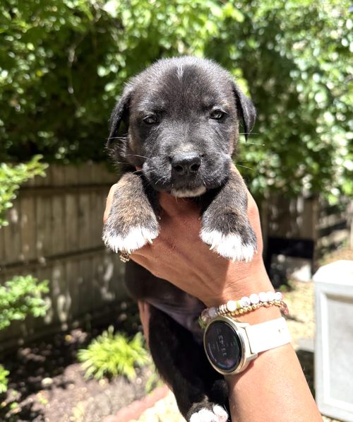 MOMMA IRIS' LITTER: TROOPER, an adoptable Shepherd in Rockville, MD