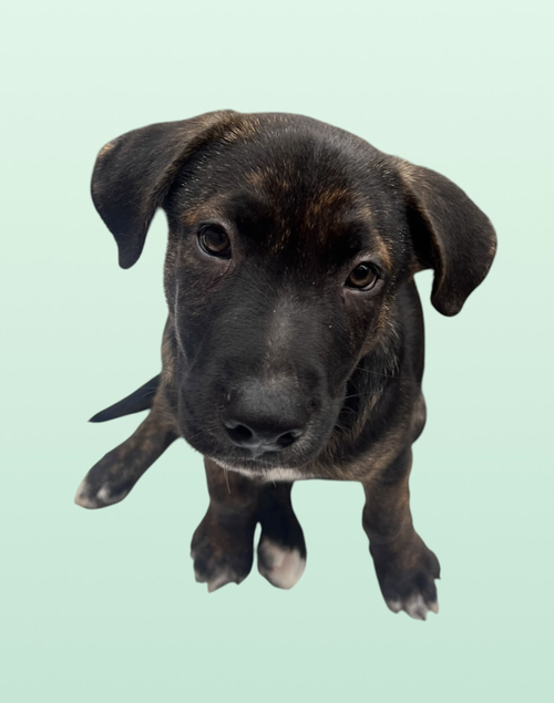 MOMMA IRIS' LITTER: TROOPER, an adoptable Labrador Retriever in Rockville, MD