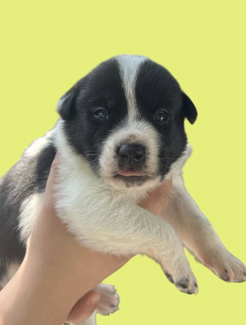 MOMMA IRIS' LITTER: TEDDY, an adoptable Shepherd in Rockville, MD