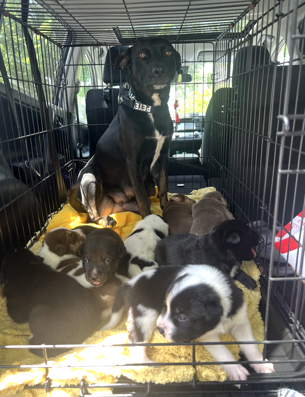 MOMMA IRIS' LITTER: TEDDY