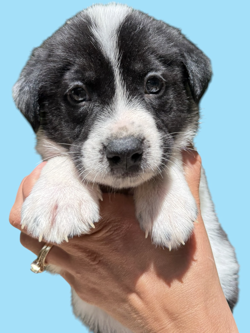 MOMMA IRIS' LITTER: TEDDY, an adoptable Shepherd in Rockville, MD