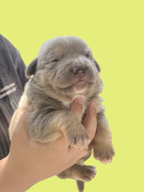 MOMMA IRIS' LITTER: TOBY, an adoptable Shepherd in Rockville, MD