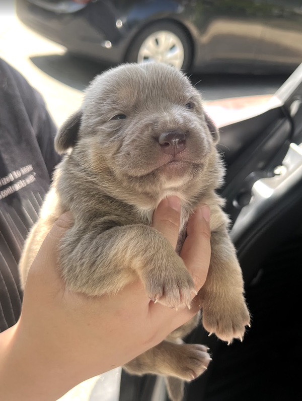 MOMMA IRIS' LITTER: TOBY